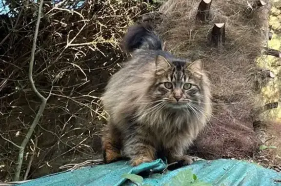 Chouchou, chat castré perdu à Coutances - photo