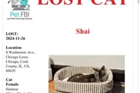 Lost Cat Alert: South Washtenaw Ave