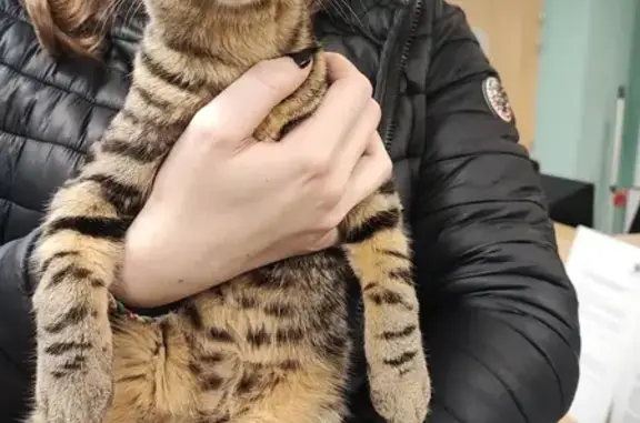 Chat tigré trouvé à Reims - photo