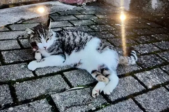 Chat mâle accidenté, soigné à Alsting - photo