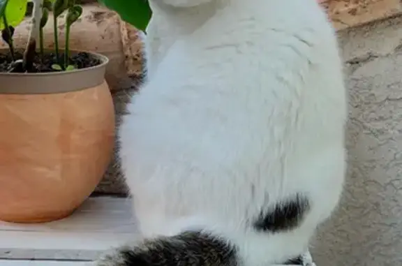 Animaux perdus , photo: Chat Exotic Short Hair perdu à Prasville