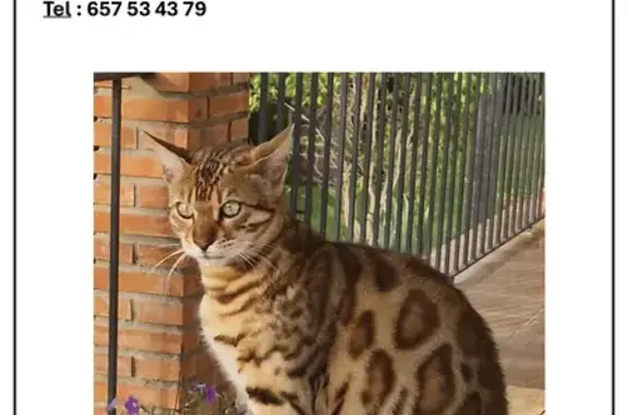 Bengalí Perdido en Alhaurín de la Torre