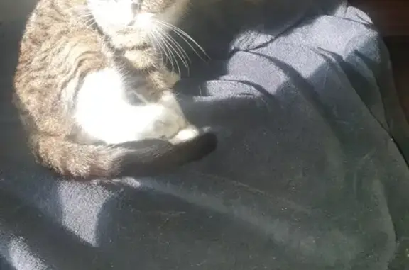 Chat trouvé Dax, photo: Chatte tigrée trouvée à Dax, 3 mois