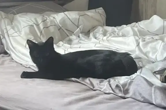 Animaux perdus Romans-sur-Isère, photo: Chat perdu, ventre rasé, Rue Turpin