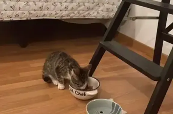 Chaton trouvé à Pacé, cherche solution - photo