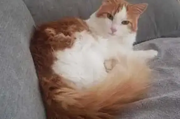 Chat roux et blanc perdu à Bacqueville - photo