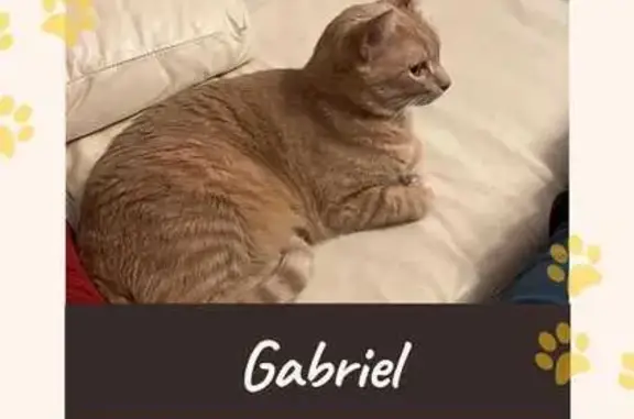 ¡Ayuda! Gato Gabriel perdido en Albolote