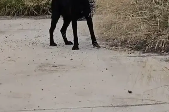 Perra Cruce de Malinois Encontrada en Atarfe