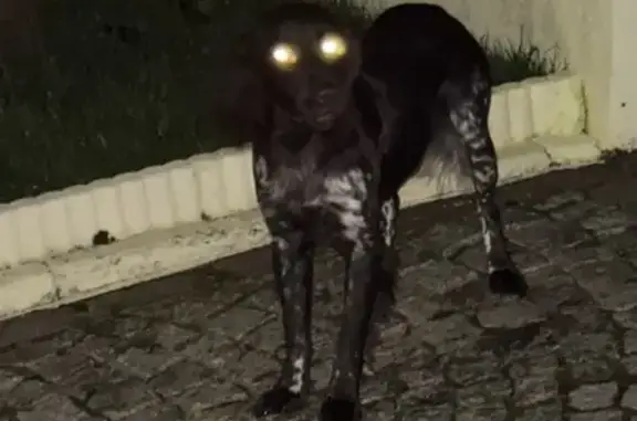 Chien trouvé Ars-sur-Moselle, photo: Chiens de chasse errants à Ars-sur-Moselle