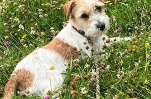 Vol de chienne Jack Russel à Vimoutiers - photo