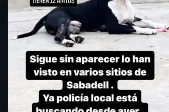 Perro Pitbull Perdido en Sabadell: 10 Años