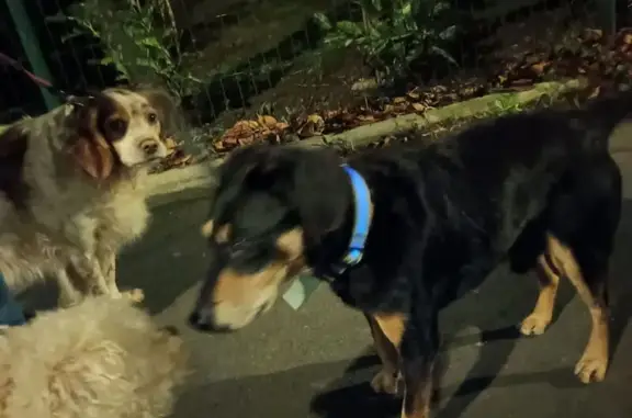 Chien errant trouvé à Valenciennes - photo