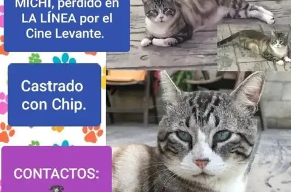 ¡Ayuda! Gato claro perdido en El Zabal Bajo