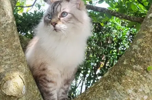 Animaux perdus Brest, photo: Chat tigré disparu à Brest