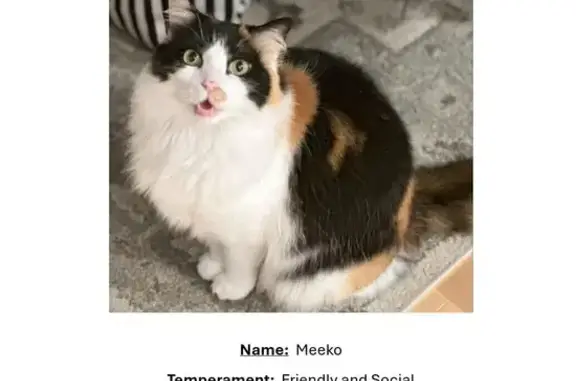 Sweet Calico Missing on 19th St SE