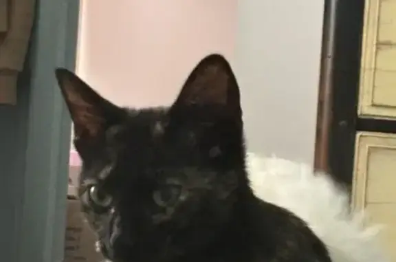 Kimka, chatte écaille perdue à St-Étienne - photo