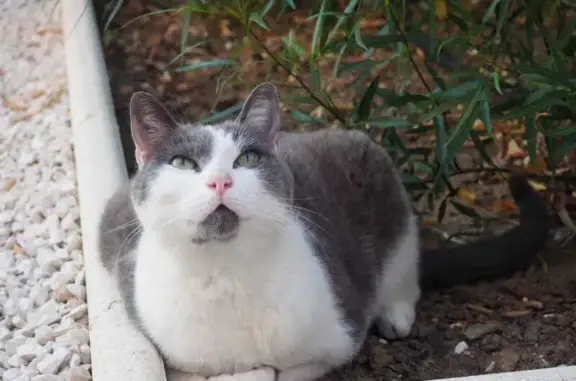Chatte grise et blanche perdue au Pradet - photo