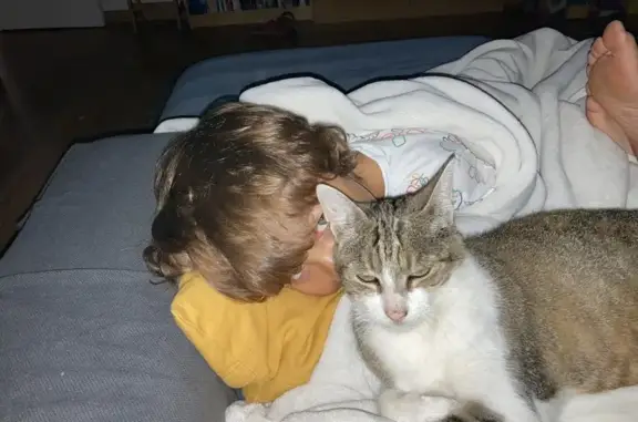 Animaux perdus Saint-Sulpice, photo: Chatte tigrée disparue à Saint-Sulpice