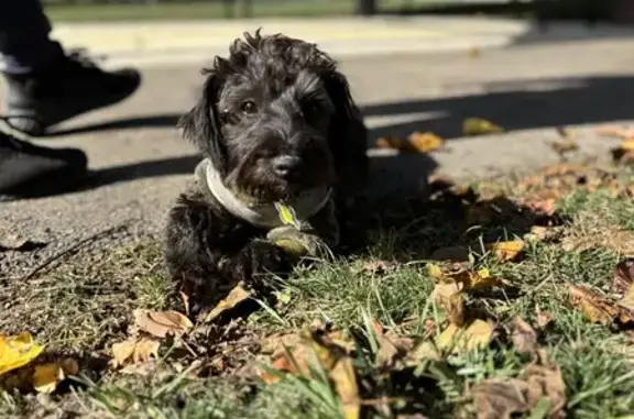 Lost Yorkie Poo: Black/Grey, Meridian Ct