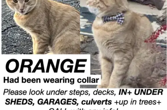 Help Find Pumpkin: Lost Orange Tabby