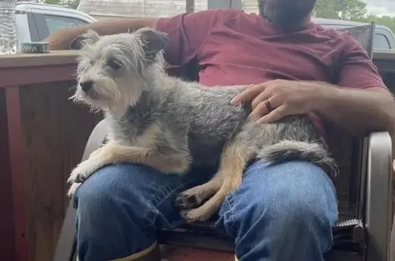 Help Find Deisel: Missing Schnauzer Mix