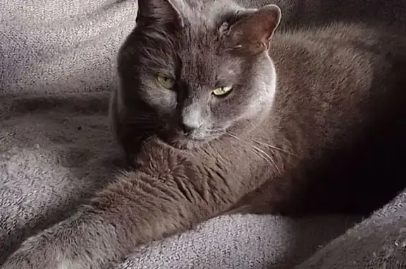 Chat perdu, Sassenage, photo: Chartreux mâle perdu à Sassenage
