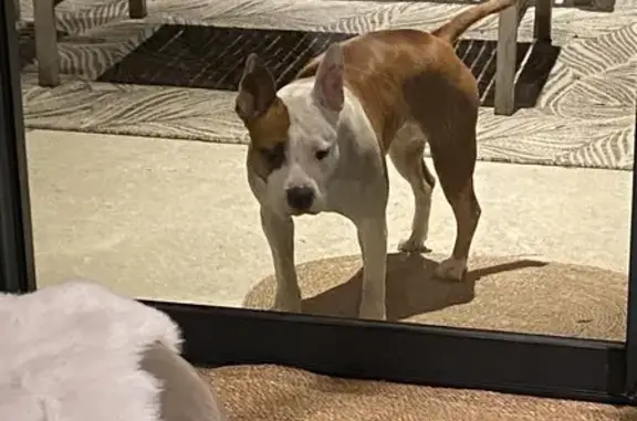 Chien trouvé quartier Maillets, pris en charge - photo