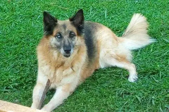 Berger allemand 16 ans perdu à Auterive - photo