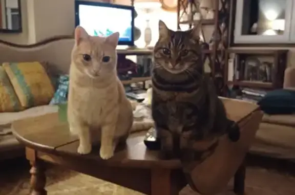 Animaux perdus , photo: Chat européen beige perdu à Montegrosso