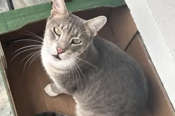 Animaux perdus Castanet-Tolosan, photo: Chat Européen gris et blanc disparu