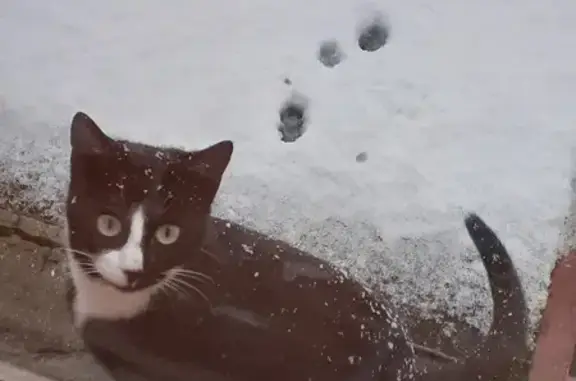 Animaux perdus Aubusson, photo: Chatte perdue: noire/blanche, Rue M. Deprez