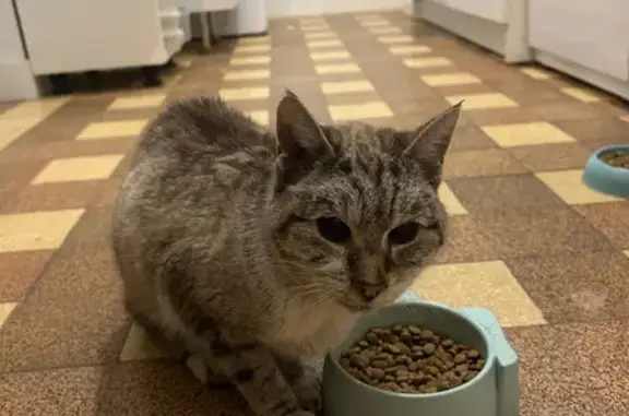 Chat crème trouvé amaigri, Le Mans - photo