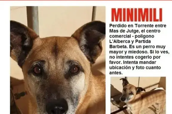 ¡Perro Perdido! Grande y Asustadizo en Torrente