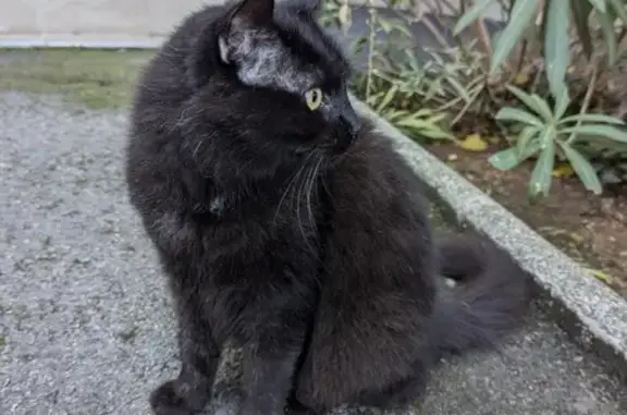 Chat noir errant à adopter, Montpellier - photo
