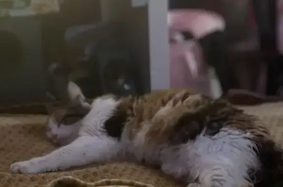 Chat perdu, Ruffec, photo: Chatte tricolore amputée disparue