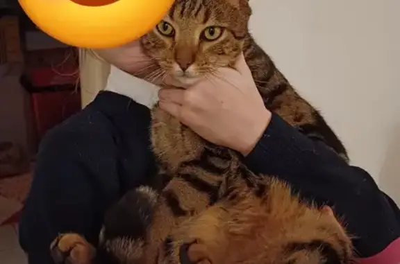 Animaux trouvés Pontlevoy, photo: Jeune chat tigré trouvé à Pontlevoy