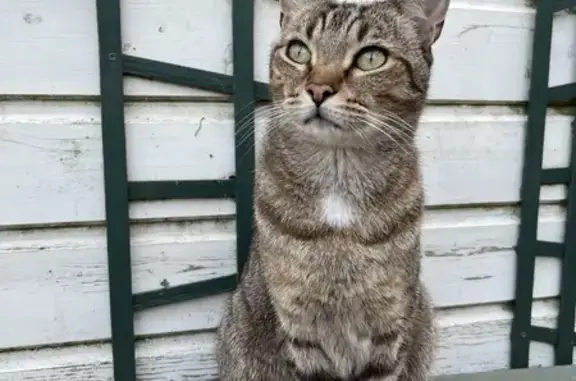 Chat tigré européen perdu à Sainte-Soulle - photo
