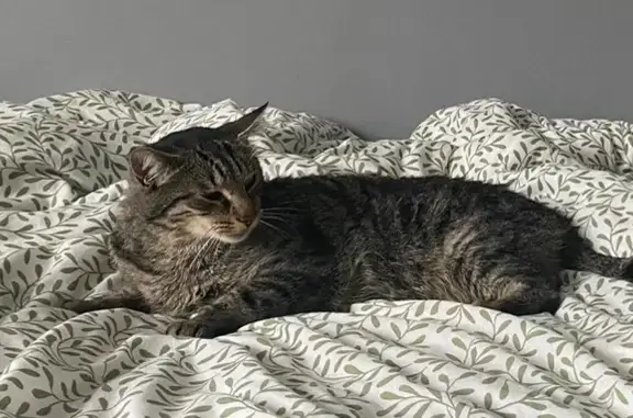 Animaux perdus Méreau, photo: Chat tigré gris perdu à Mereau