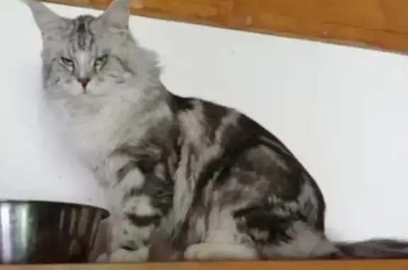 Gros Maine Coon perdu à Virey - photo
