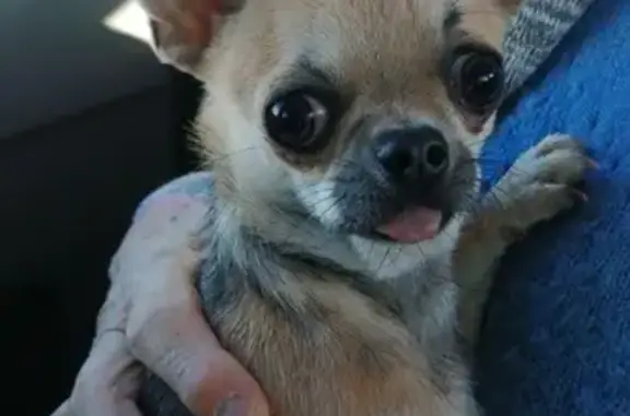 Chien perdu Dax, photo : Chihuahua femelle perdue à Dax