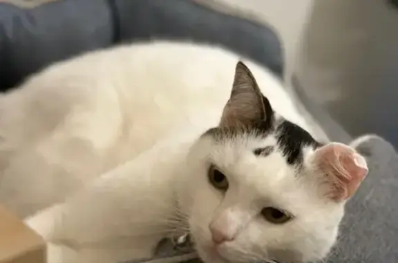 Animaux perdus Paris, photo: Chat mâle blanc tacheté perdu à Paris 33