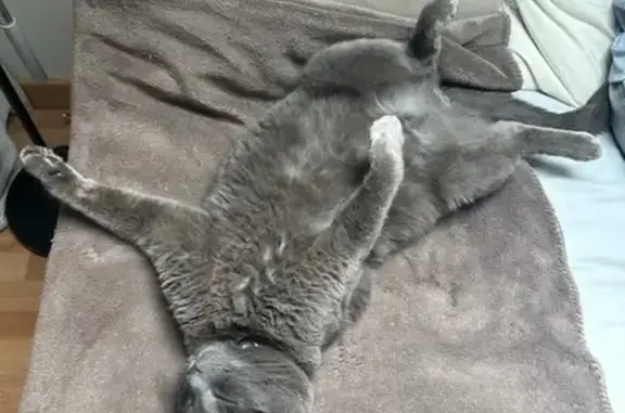 Animaux perdus , photo: Chat gris perdu à Montagny-prés-Louhans