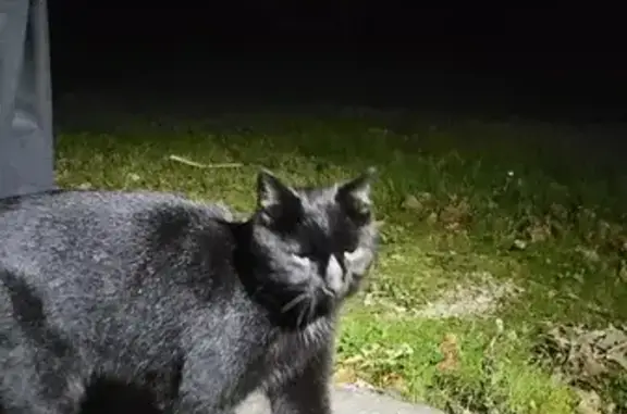 Chat trouvé à Montagny-prés-Louhans - photo