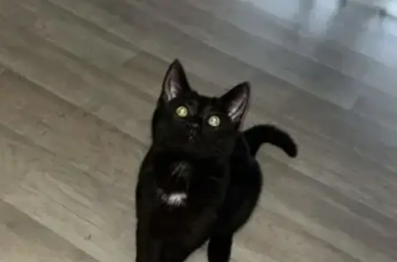 Jeune chat trouvé à Delle, association Chadow - photo
