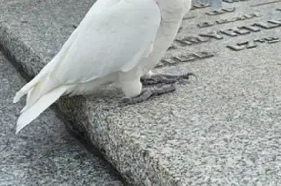 Friendly Corella Found in Foot...