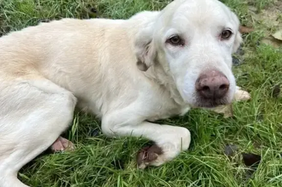 Animaux trouvés , photo: Labrador beige trouvé à Quinçay