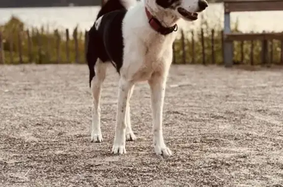 Animaux perdus Marseille Bompard, photo: Chienne Border Collie perdue à Marseille
