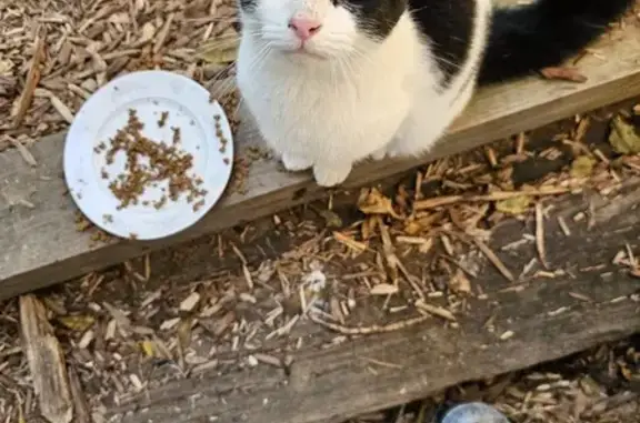 Young Spayed Black/White Cat Found in Louisville