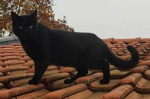 Chat noir européen disparu à Metz - photo