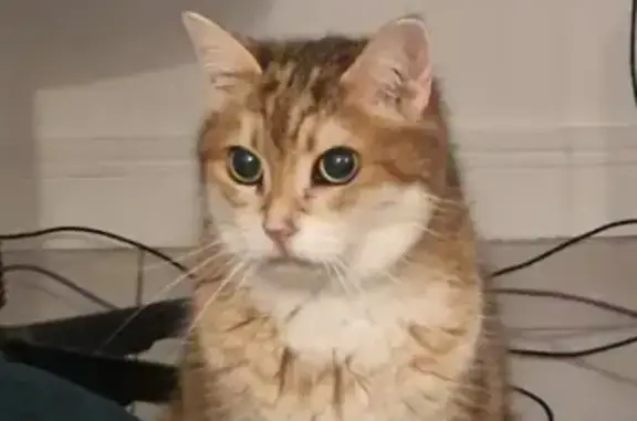 Chat perdu, Troyes, photo: Chat rousse et blanche perdue à Troyes